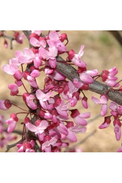 Церцис канадський Рубі Фолс – унікальне дерево з пурпурними квітами.